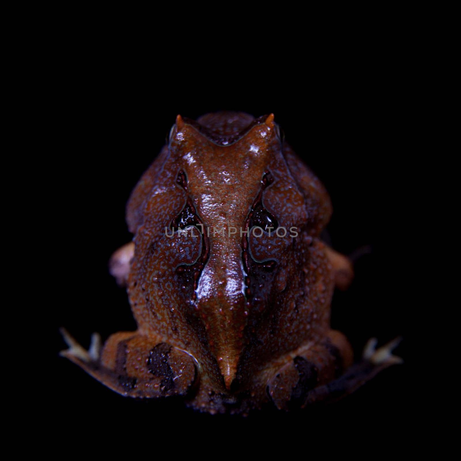 The Amazonian horned froglet isolated on black by RosaJay