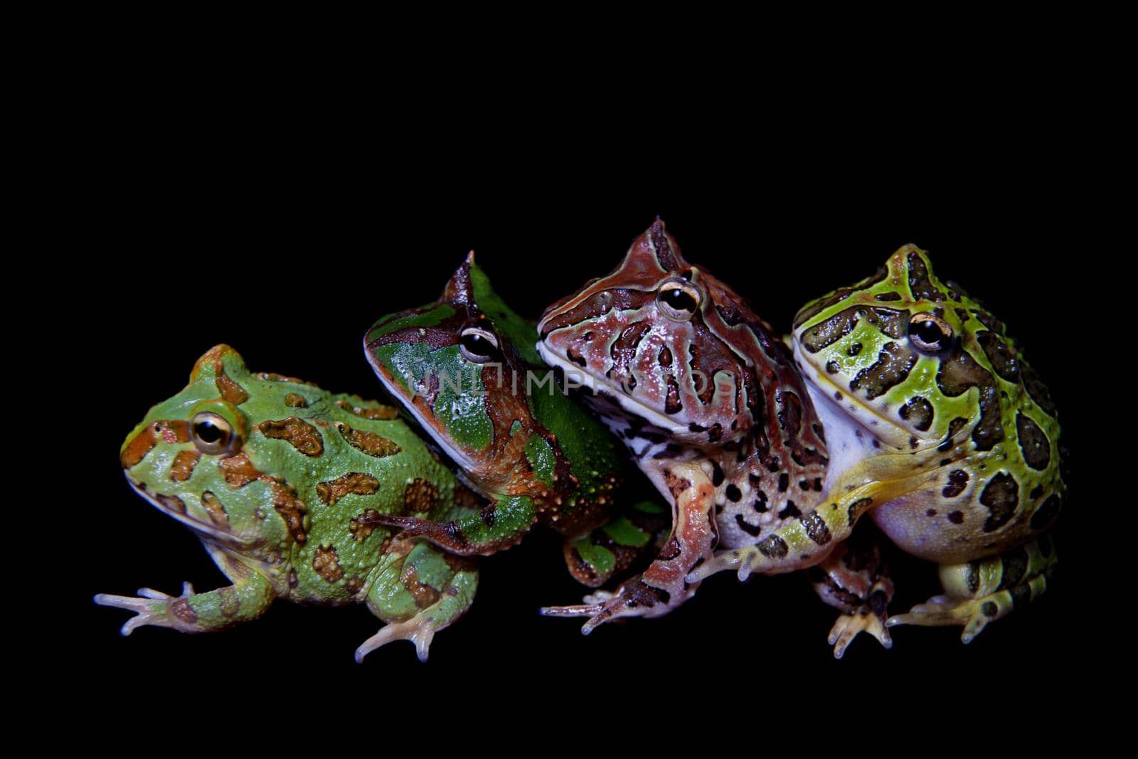 The pacman frogs isolated on black by RosaJay