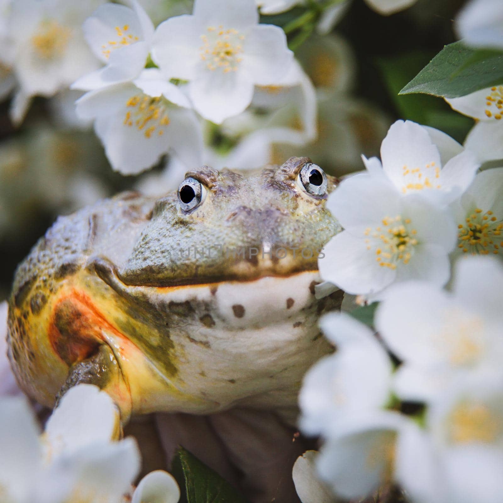 The African bullfrog, adult male with philadelphus flower bush by RosaJay