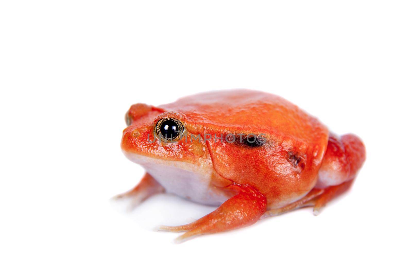 Madagascar tomato Frog isolated on white by RosaJay