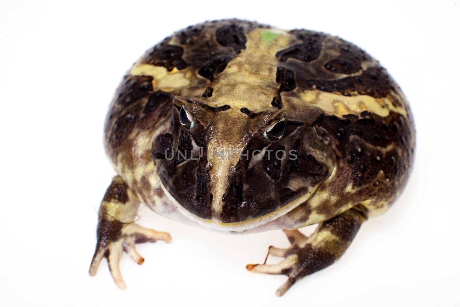 The Brazilian horned frog, Ceratophrys aurita, isolated on white background