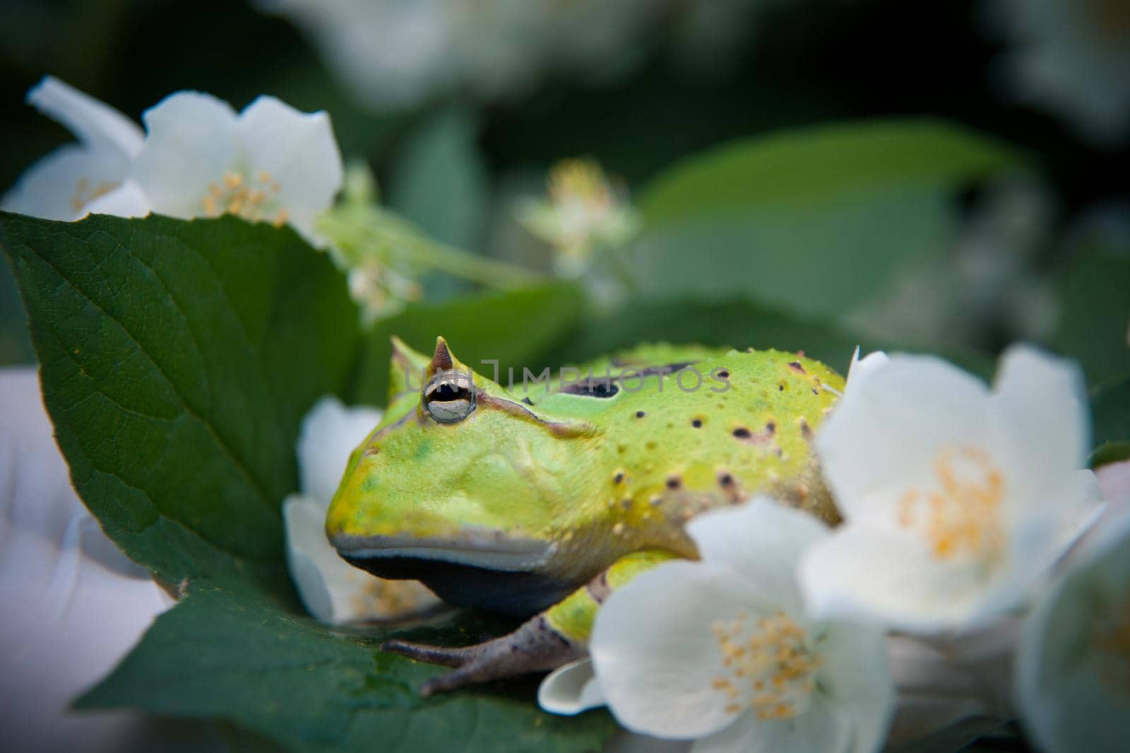 The Surinam horned frog, Ceratophrys cornuta, with philadelphus flower bush