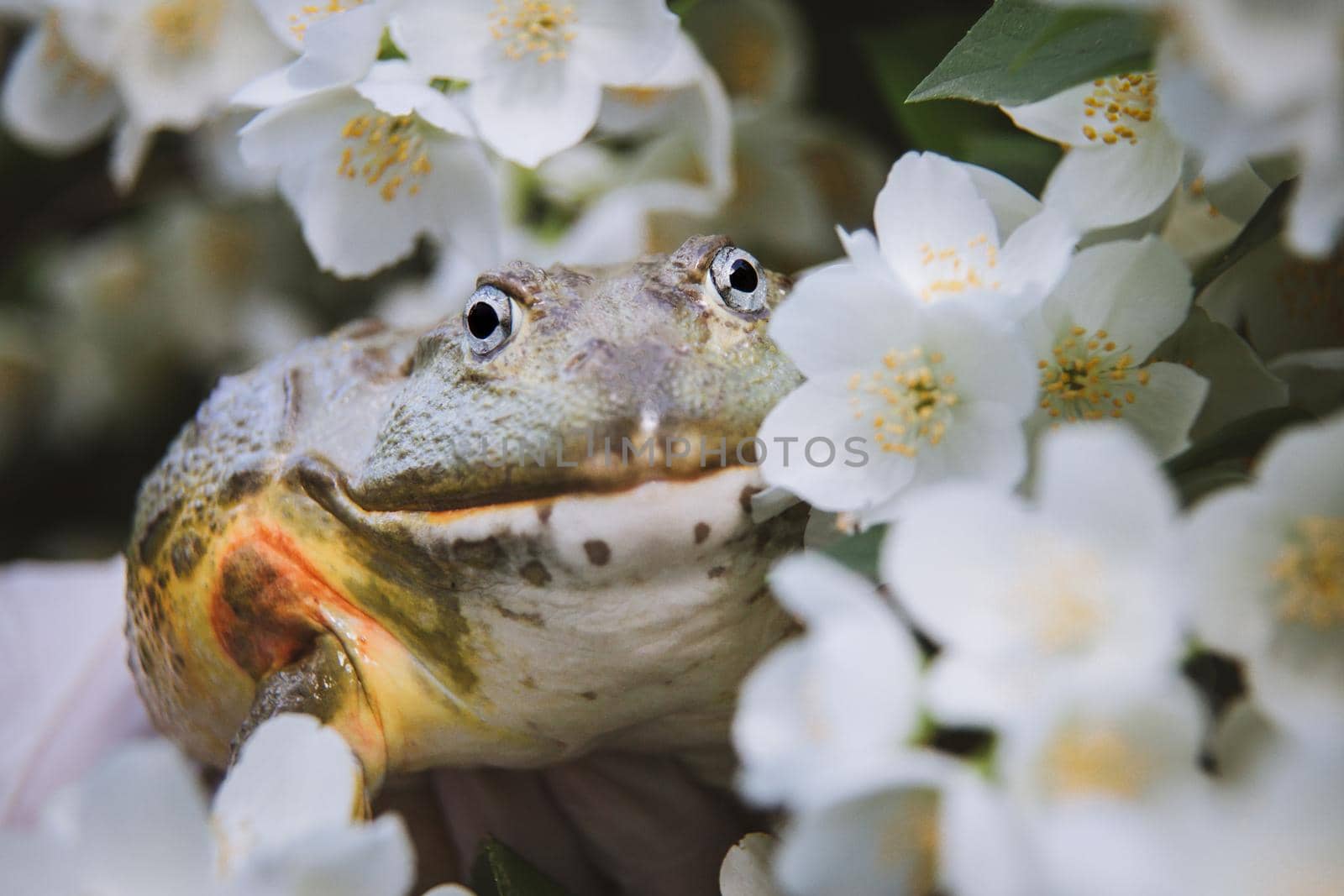 The African bullfrog, Pyxicephalus adspersus, with philadelphus flower bush