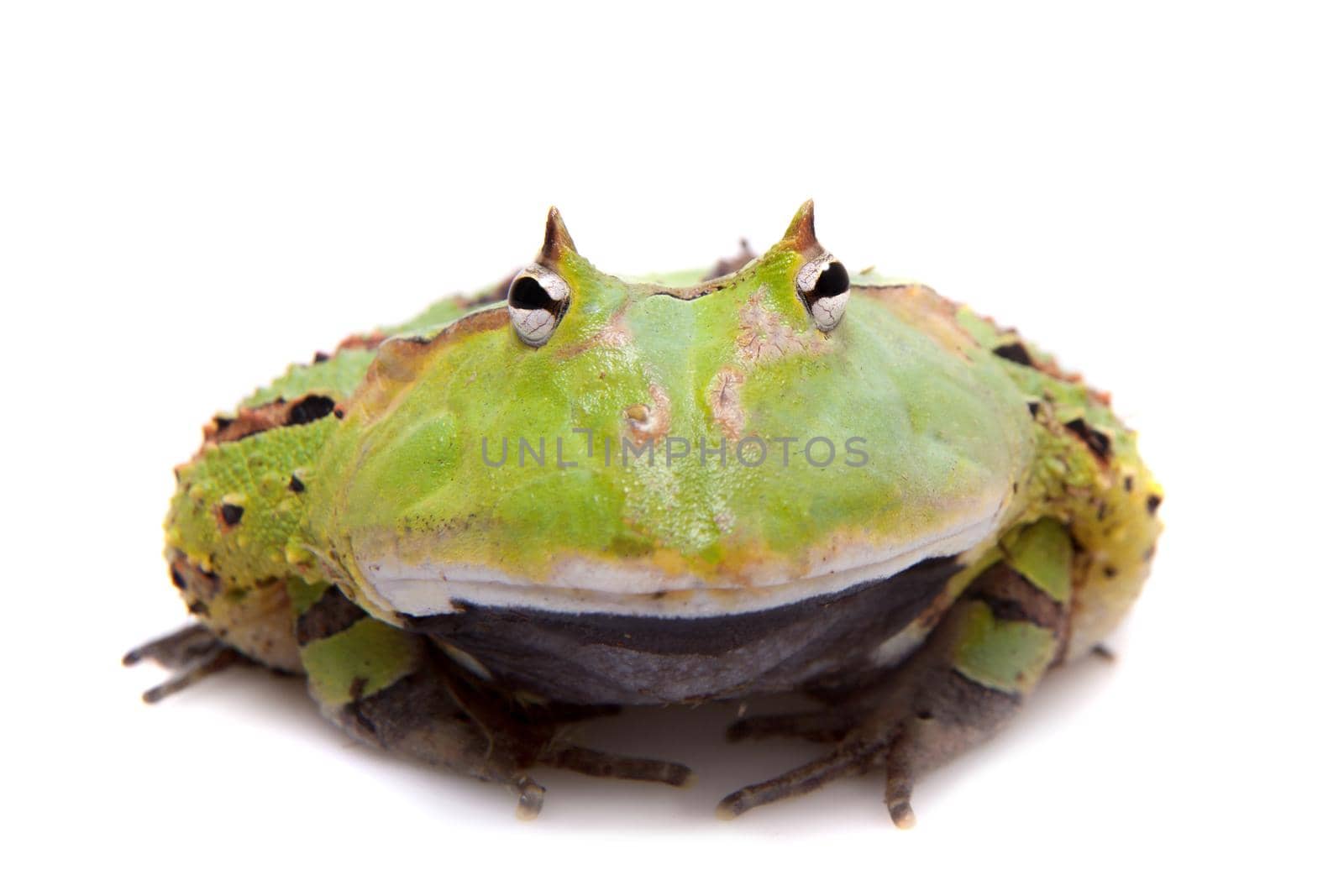 The Surinam horned frog, Ceratophrys cornuta, isolated on white background