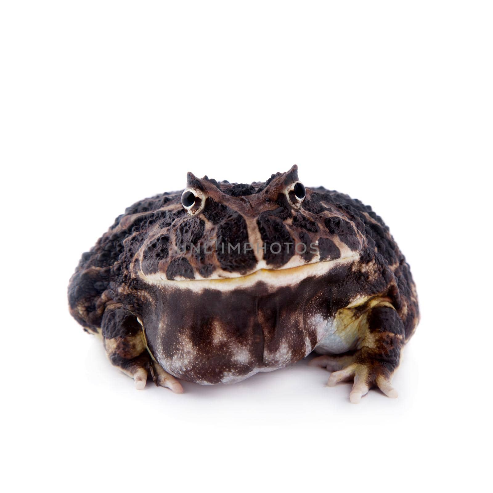 The Argentine horned frog, Ceratophrys ornata, isolated on white background