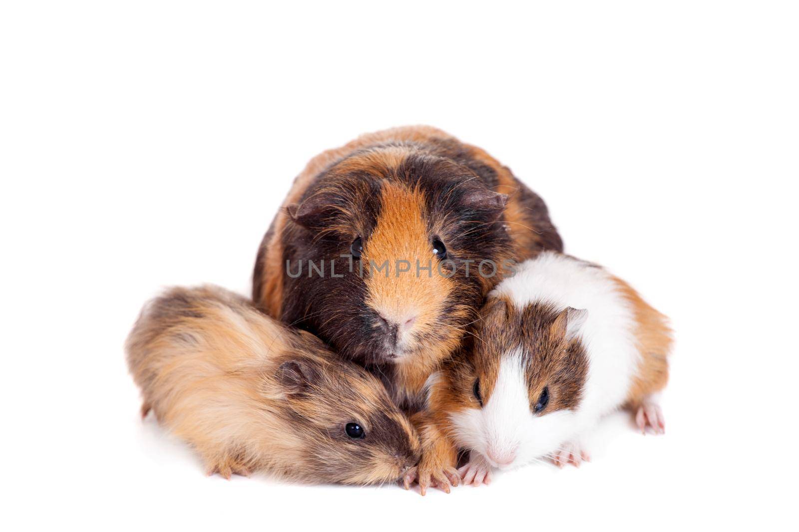 Mother Guinea Pig and her two babies against white background