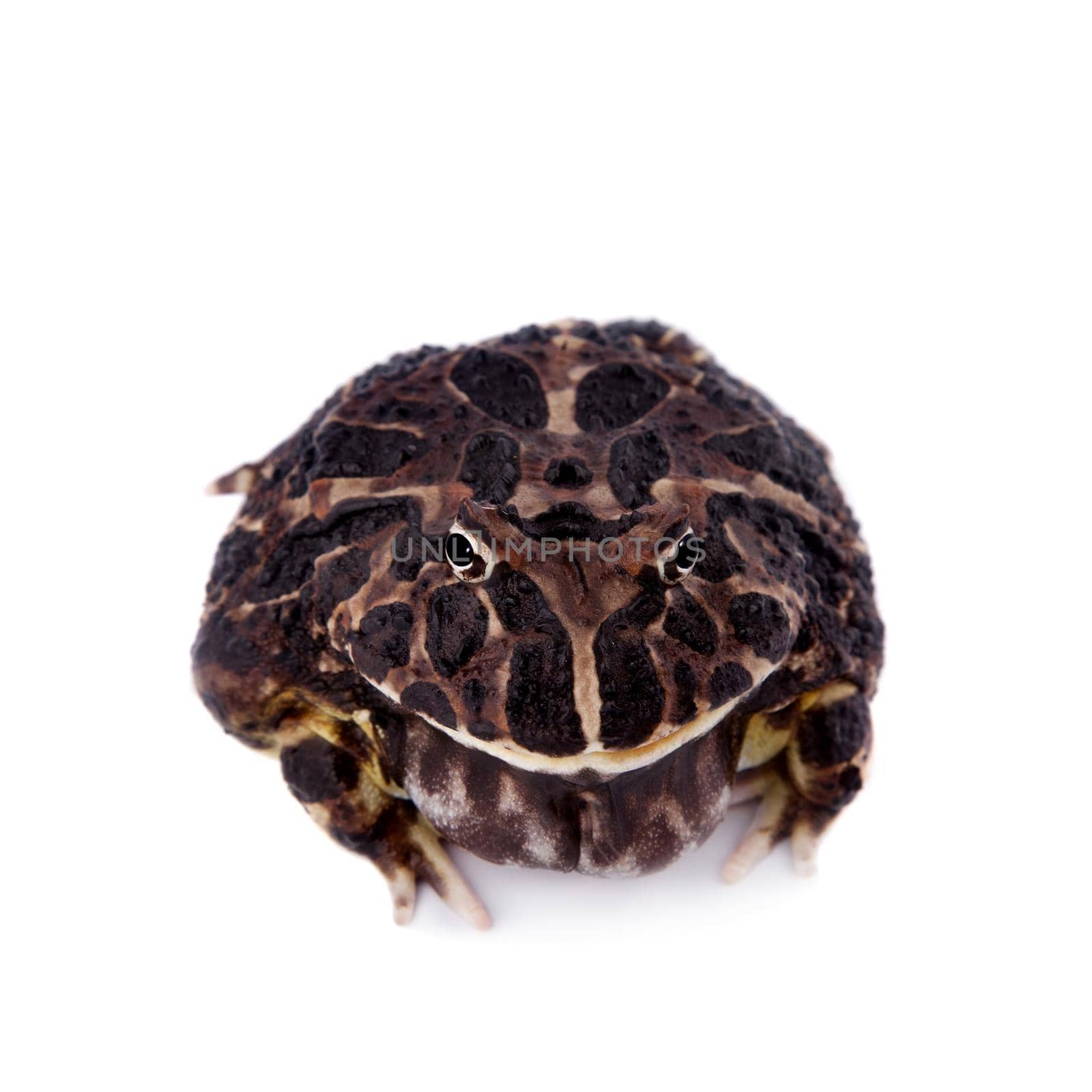 The Argentine horned frog, Ceratophrys ornata, isolated on white background