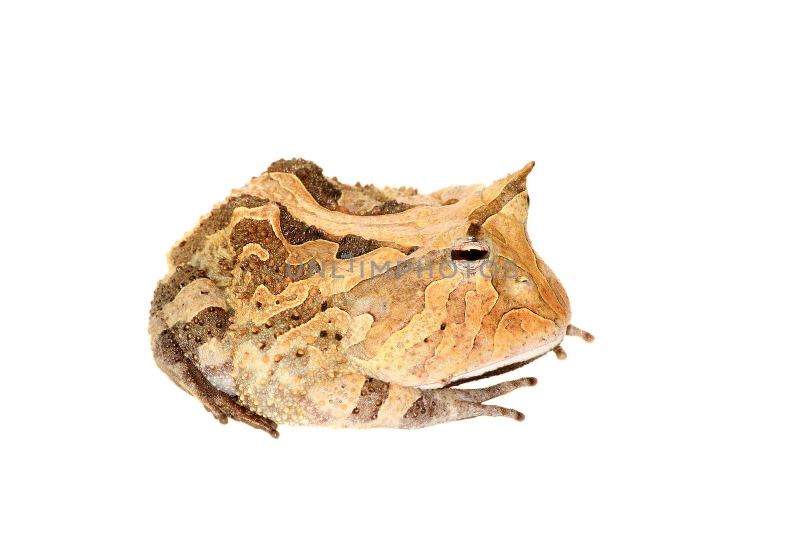 The Surinam horned frog, Ceratophrys cornuta, isolated on white background