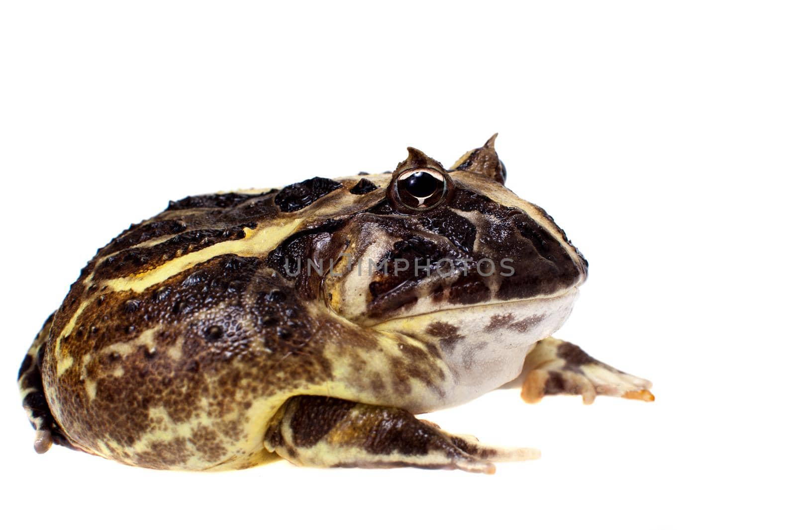 The Brazilian horned frog isolated on white by RosaJay