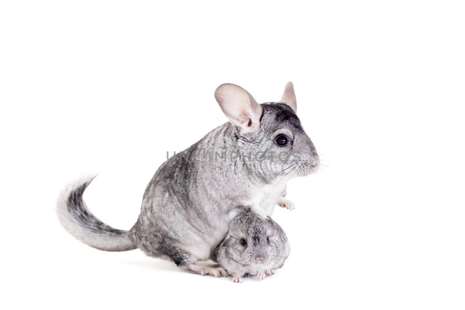 Chinchilla with babies isolated on white background