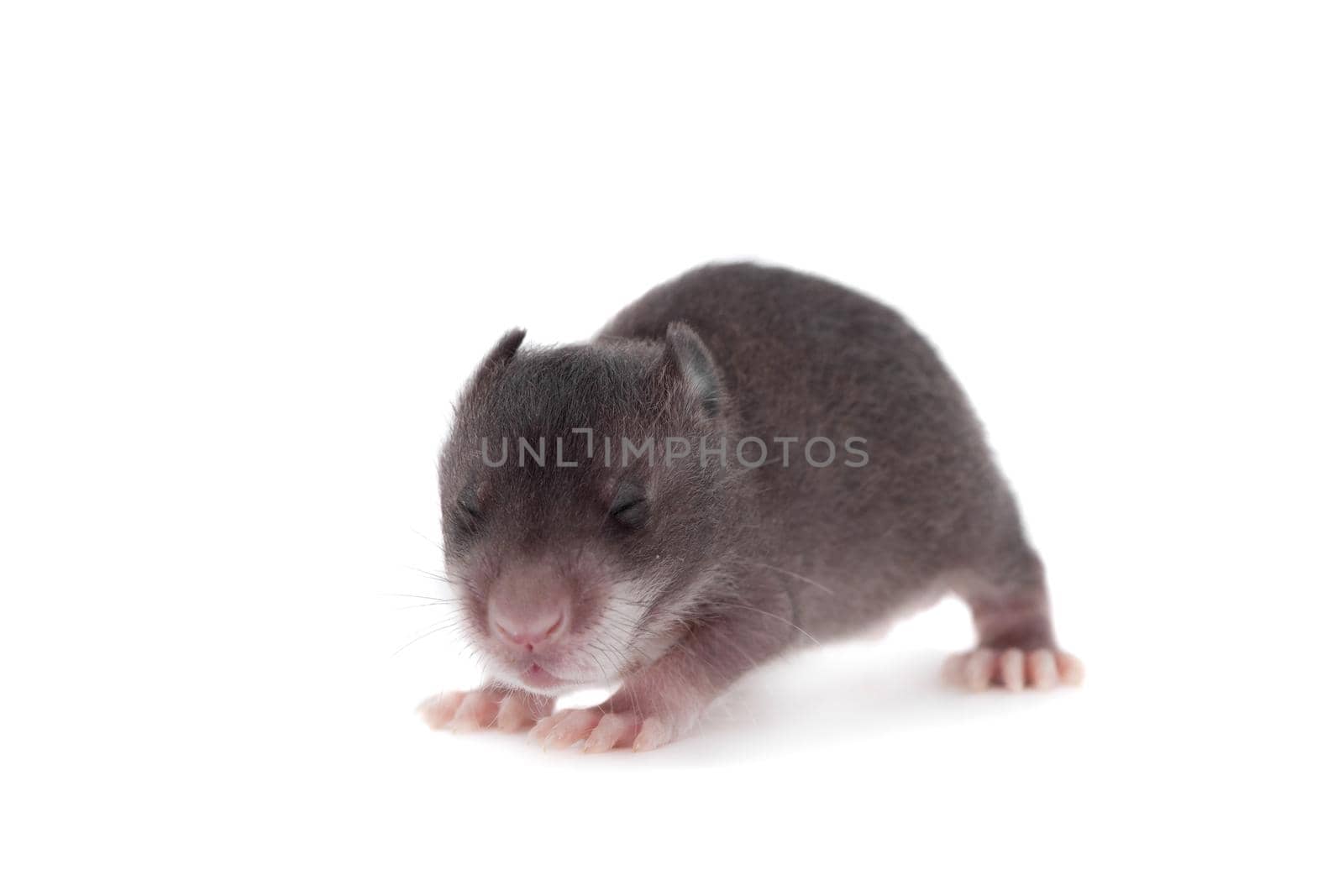 Gambian pouched rat cub, Cricetomys gambianus, isolated on white background