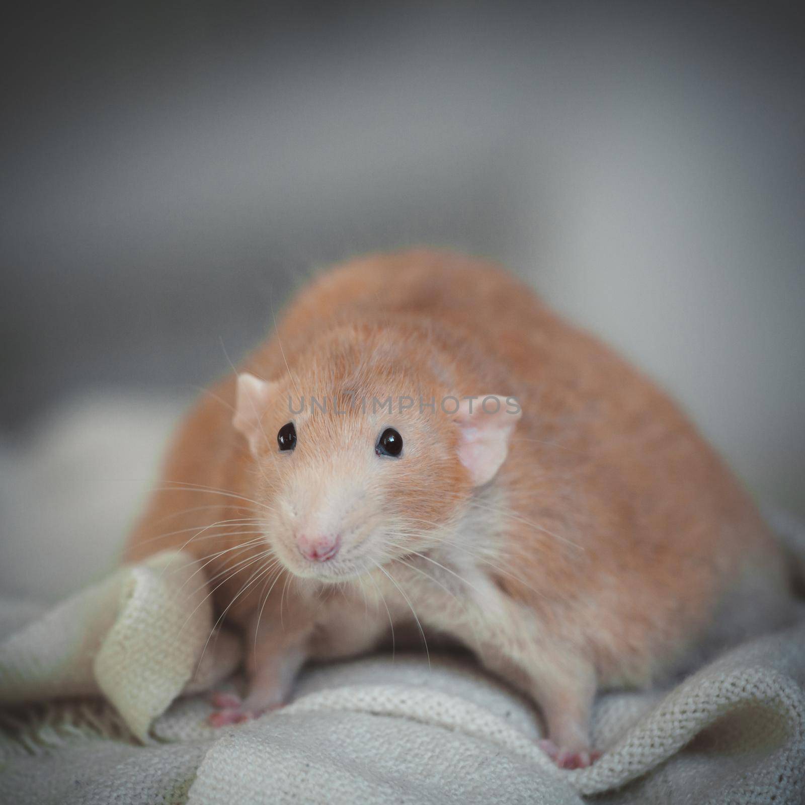 Very fat red rat at home on a table by RosaJay