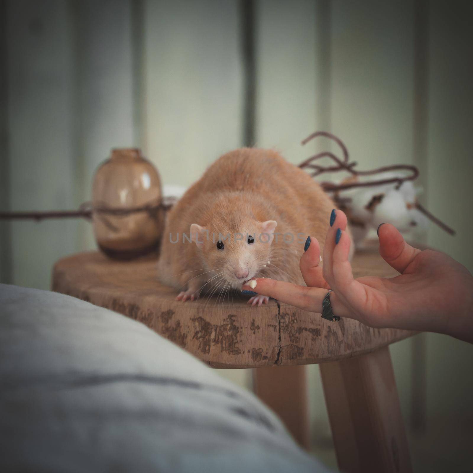 Very fat red rat at home on a table by RosaJay