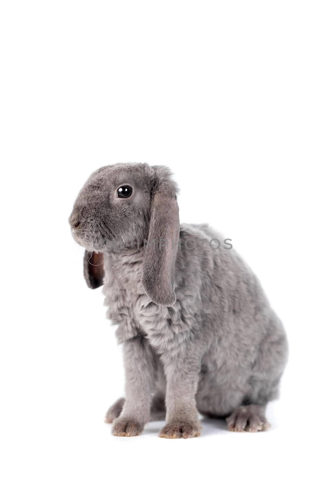 Grey lop-eared rabbit rex breed isolated on white