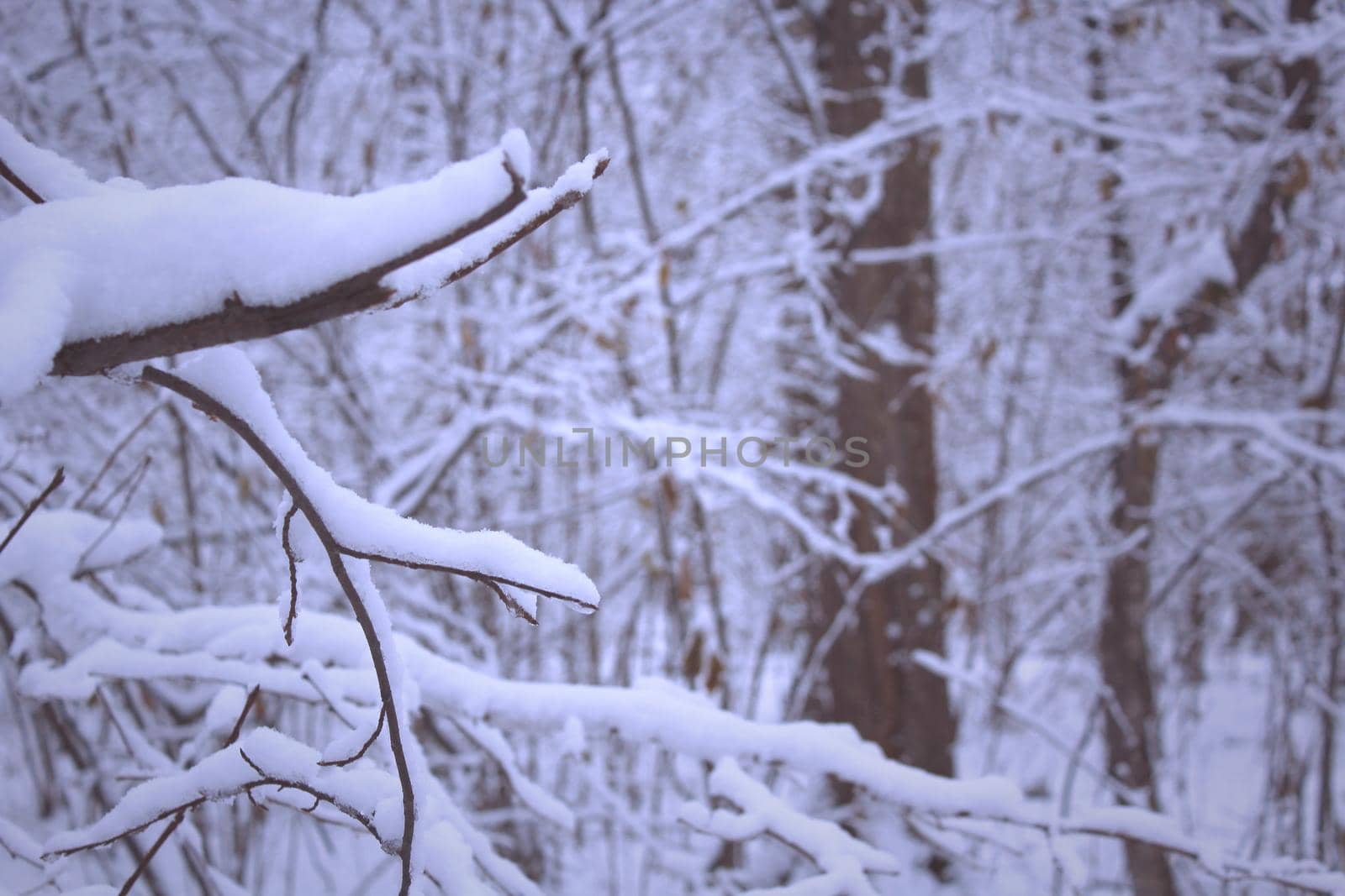 Trees covered snow in winter forest, Scenic Illustration