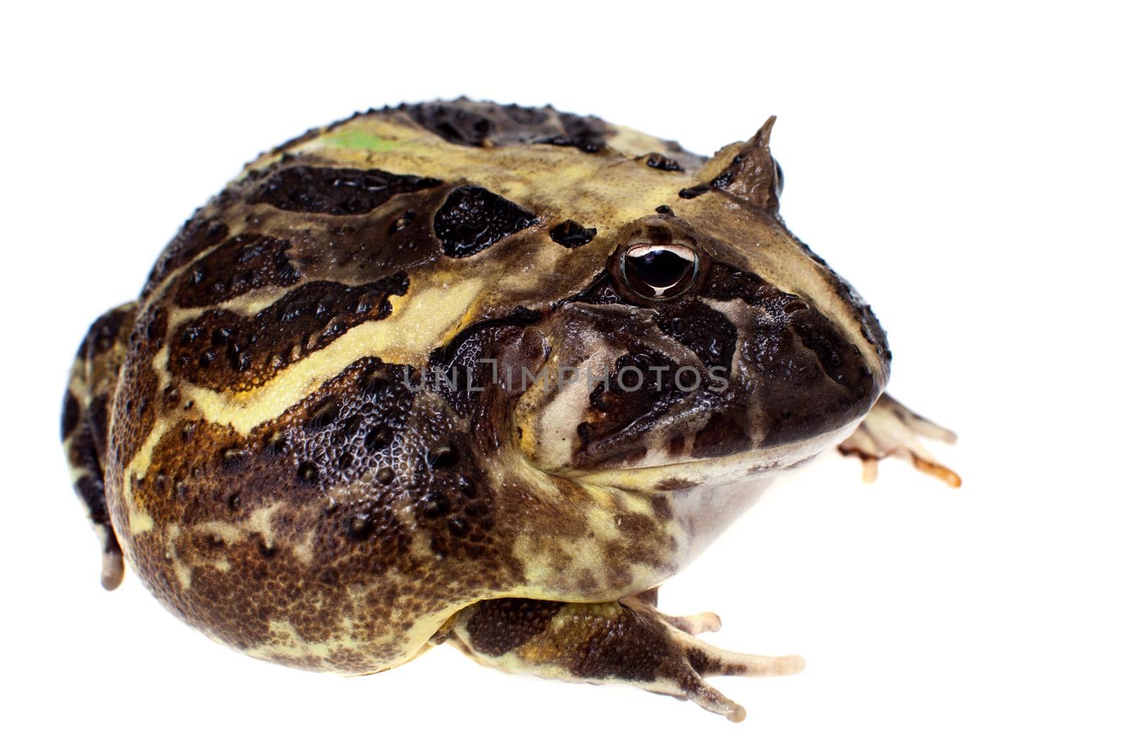 The Brazilian horned frog, Ceratophrys aurita, isolated on white background