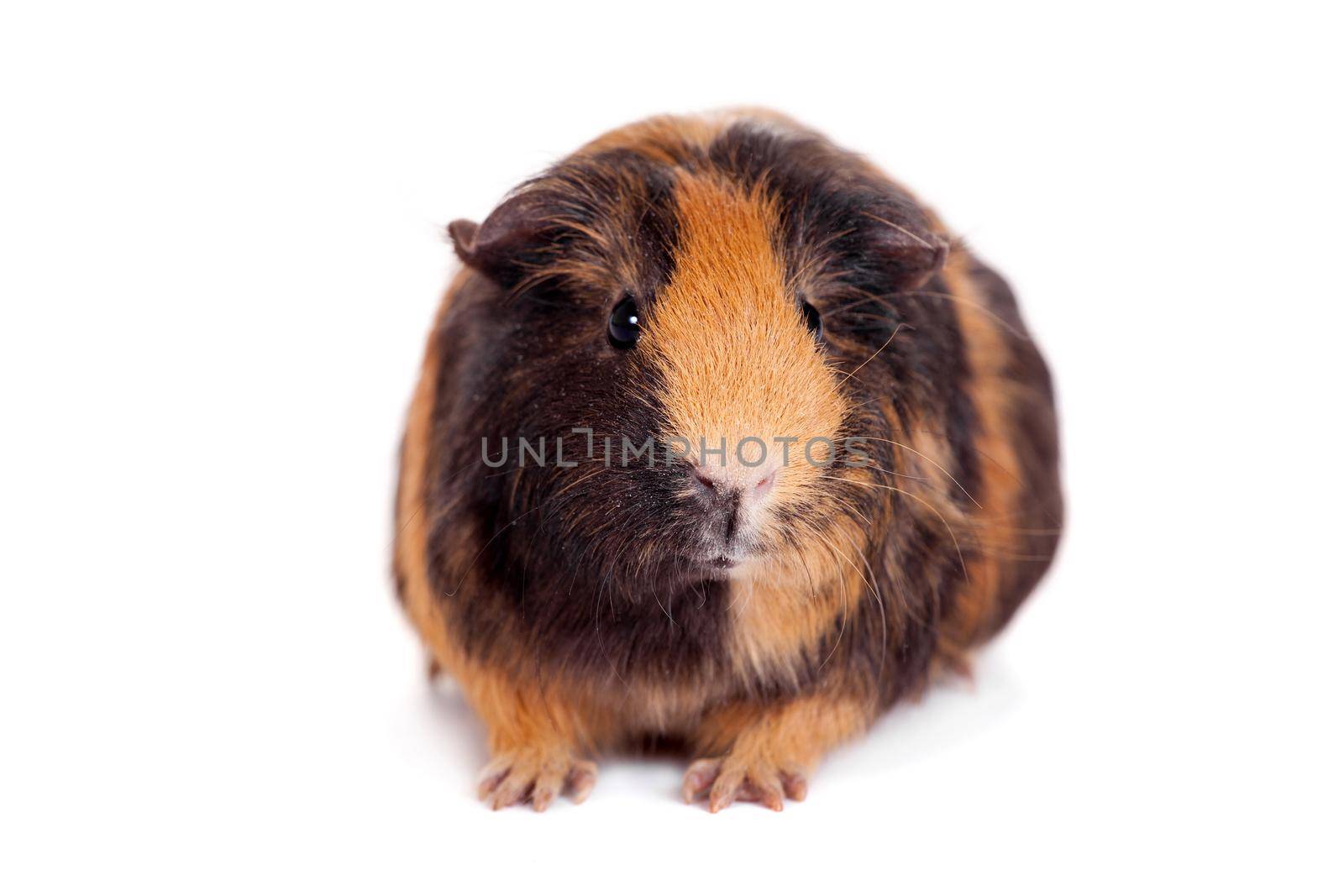 Guinea pig on a white by RosaJay