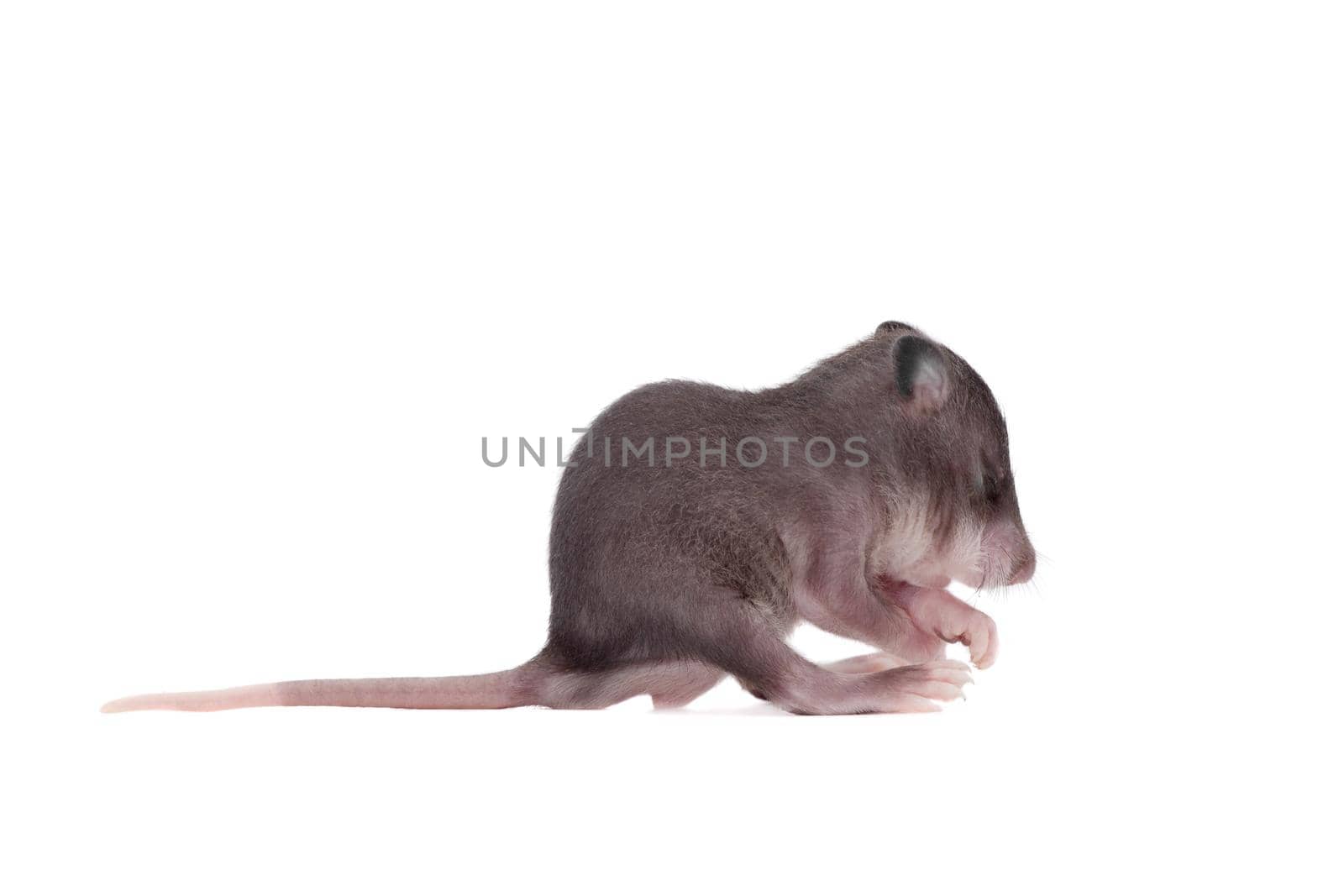 Gambian pouched rat cub, Cricetomys gambianus, isolated on white background