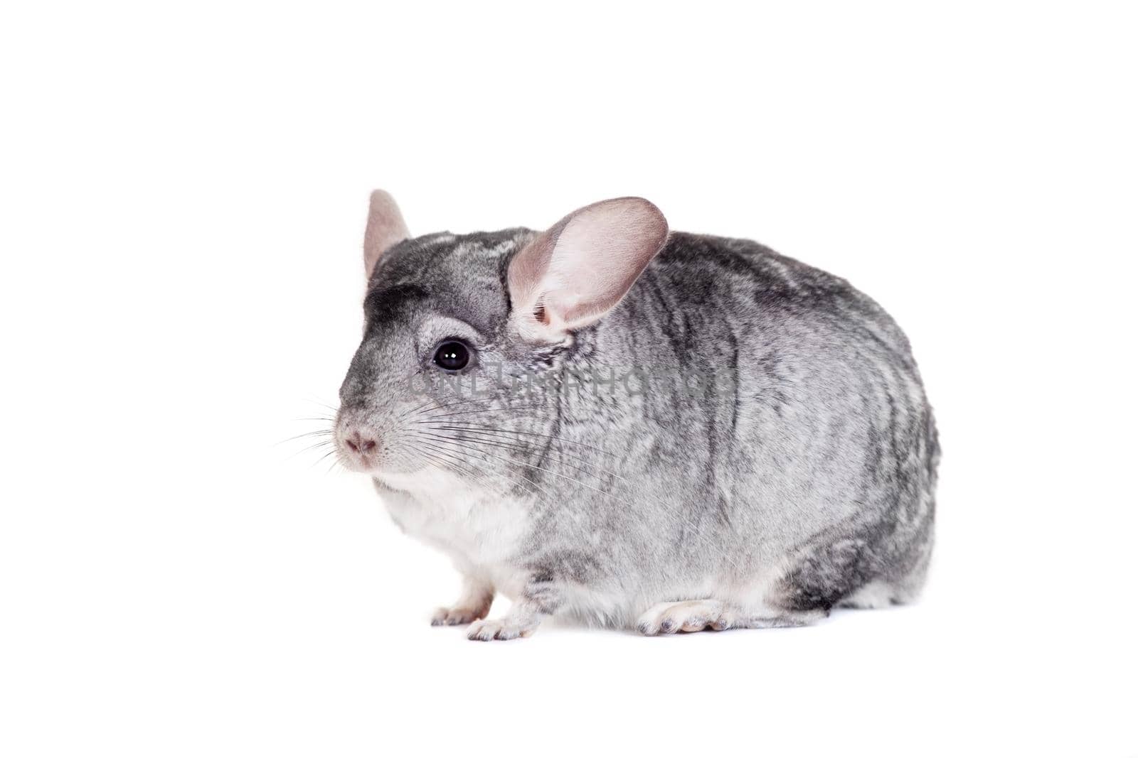 Beauty chinchilla isolated on the white background