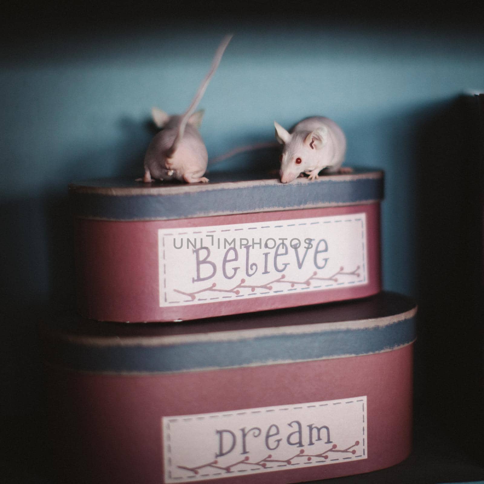 White hairless laboratory mice on red boxes believe in dreams