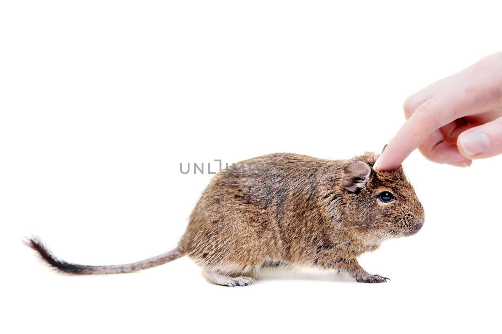 The Degu, Octodon degus, or Brush-Tailed Rat, isolated on the white background