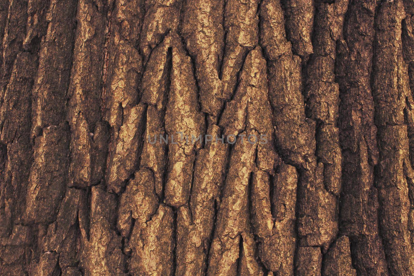 Texture of an old Oak Tree Bark