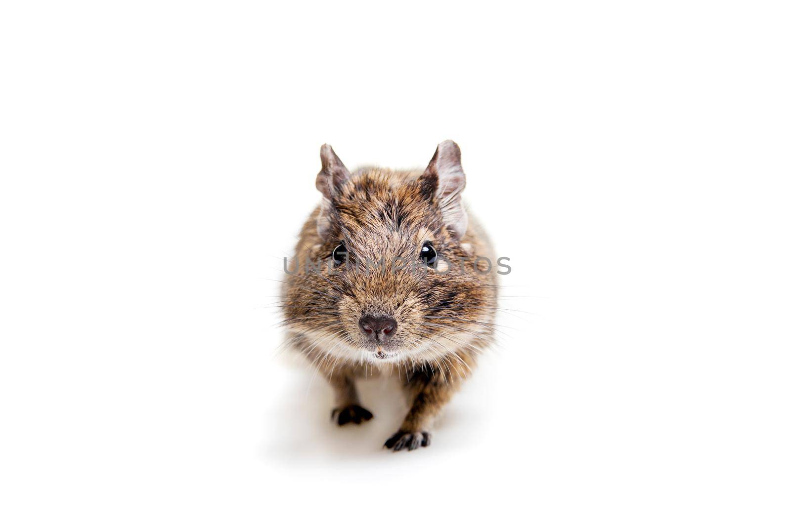 The Degu, Octodon degus, or Brush-Tailed Rat, isolated on the white background