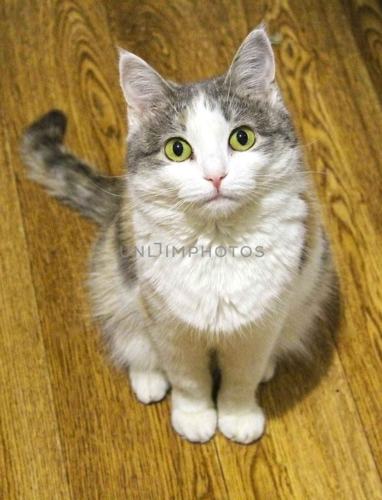 Cute little light kitten is sitting on a floor