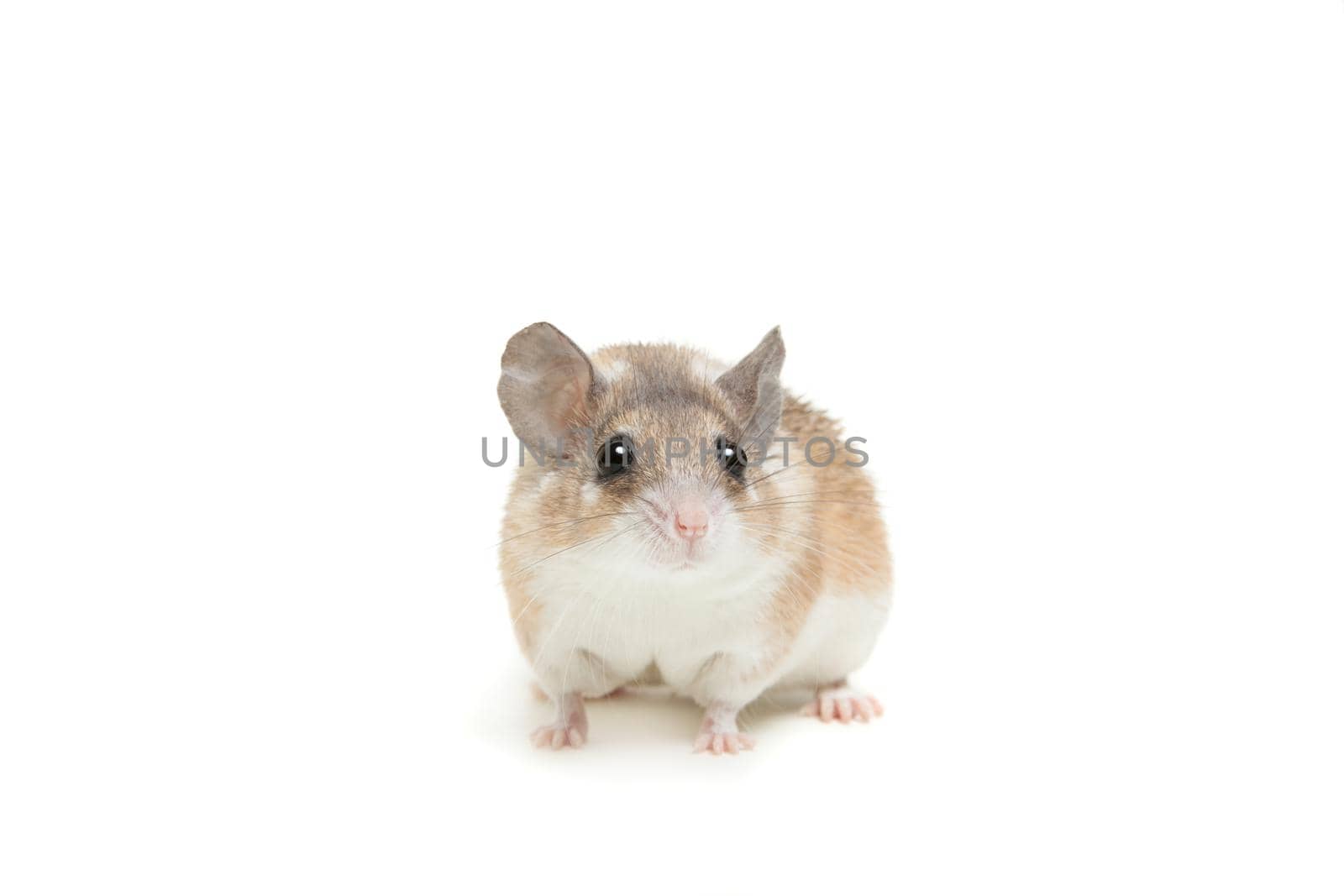 Eastern or arabian spiny mouse, Acomys dimidiatus, isolated on the white