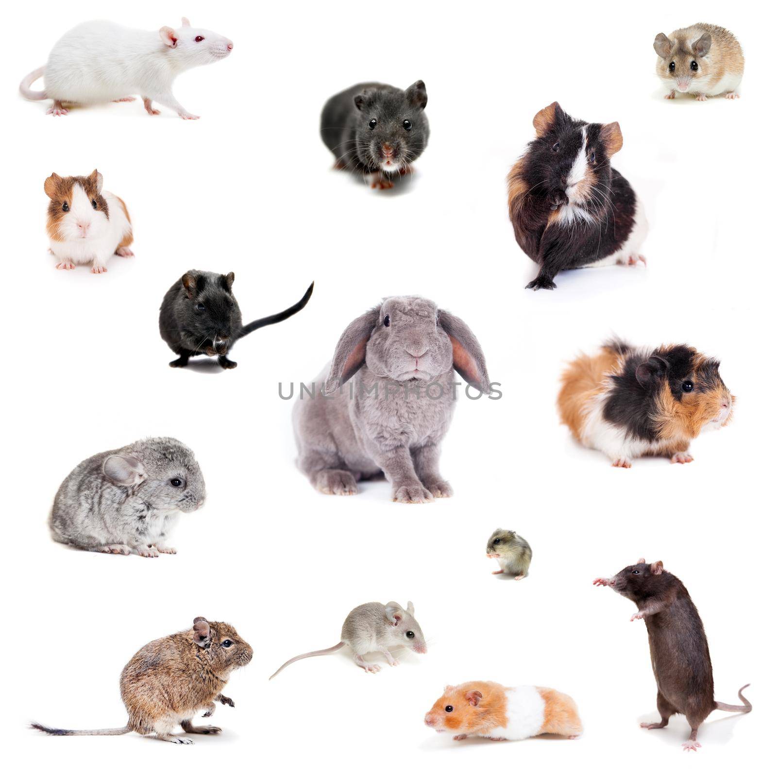 Set of Different spieces of rodents, isolated on white