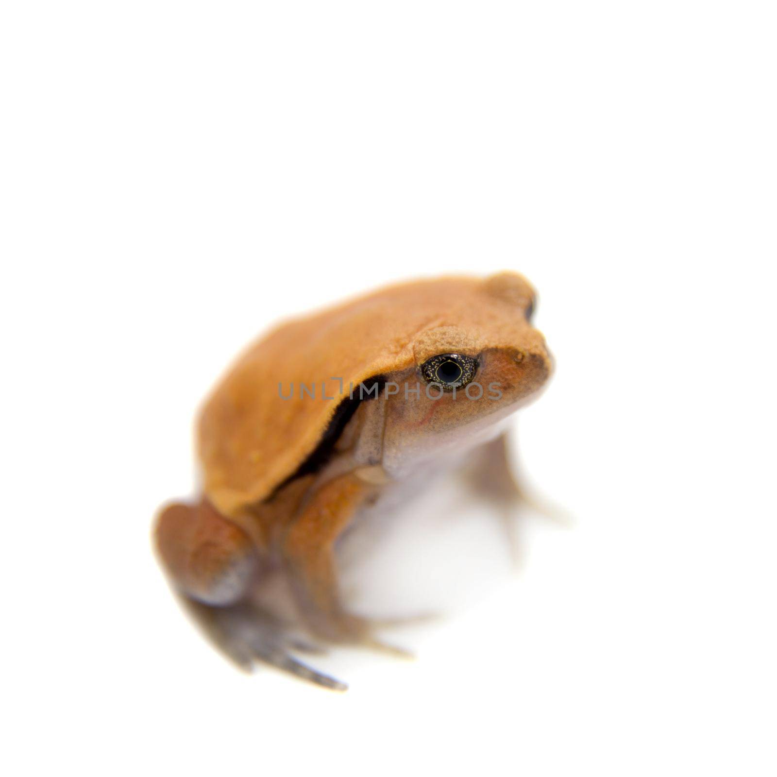 Madagascar tomato Frogling, Dyscophus antongilii, isolated on white background