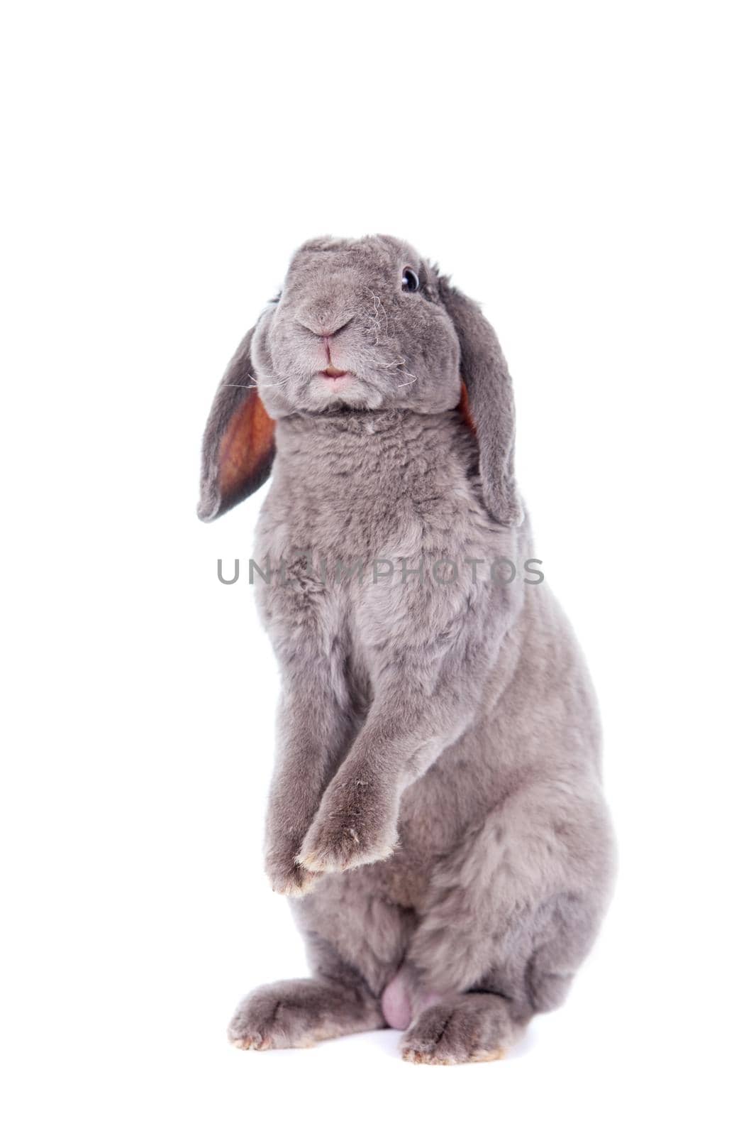 Grey lop-eared rabbit rex breed isolated on white