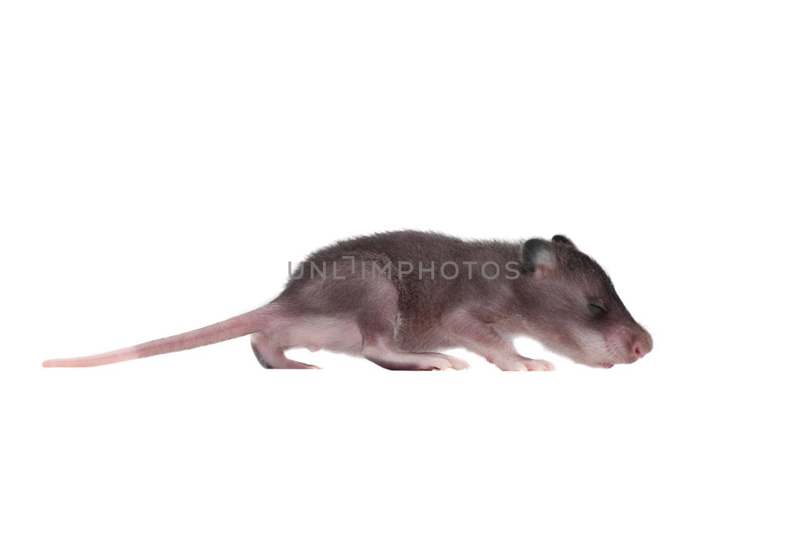 Gambian pouched rat cub, Cricetomys gambianus, isolated on white background