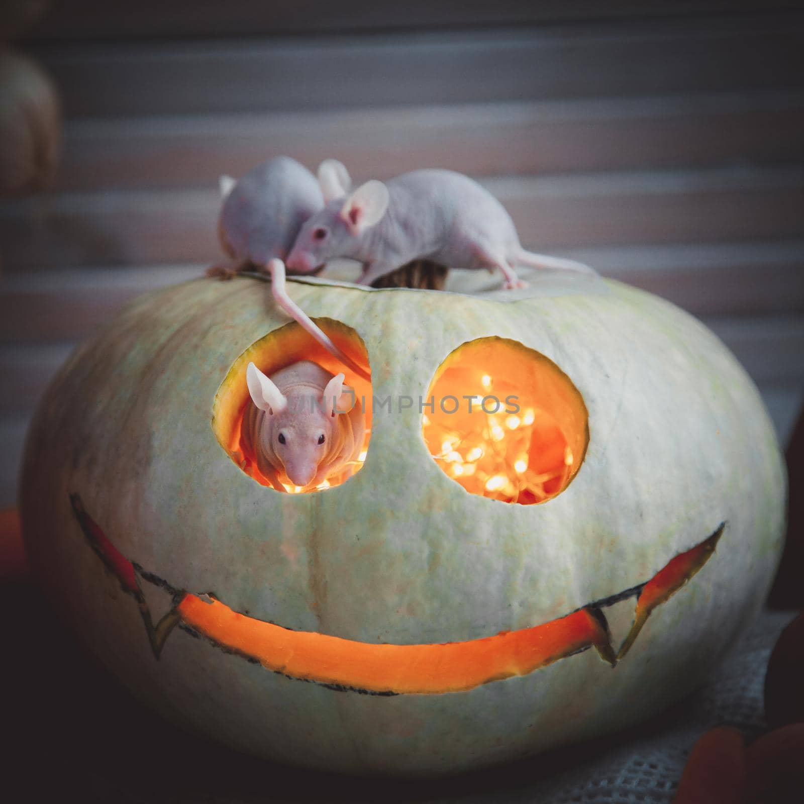 Hairless albino mice, Mus musculus, with Haloween pumpkin