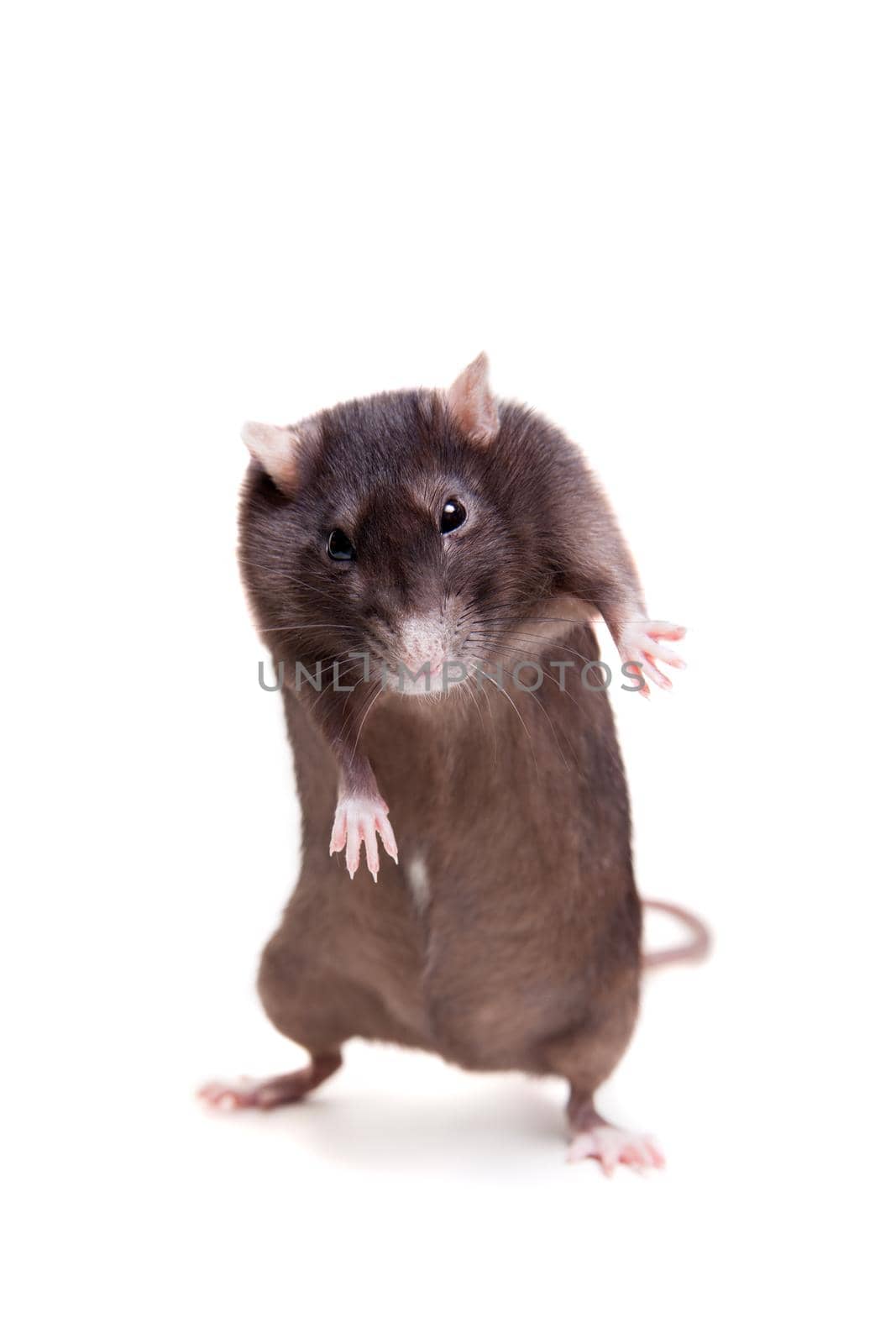 Rat, 3 year old, isolated on the white background