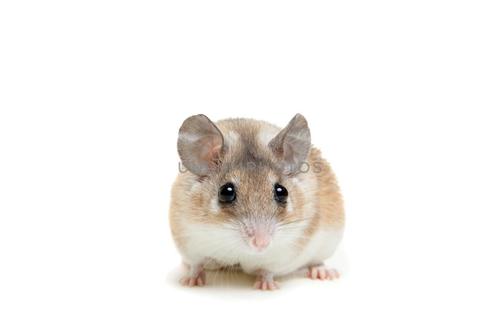 Eastern or arabian spiny mouse, Acomys dimidiatus, isolated on the white