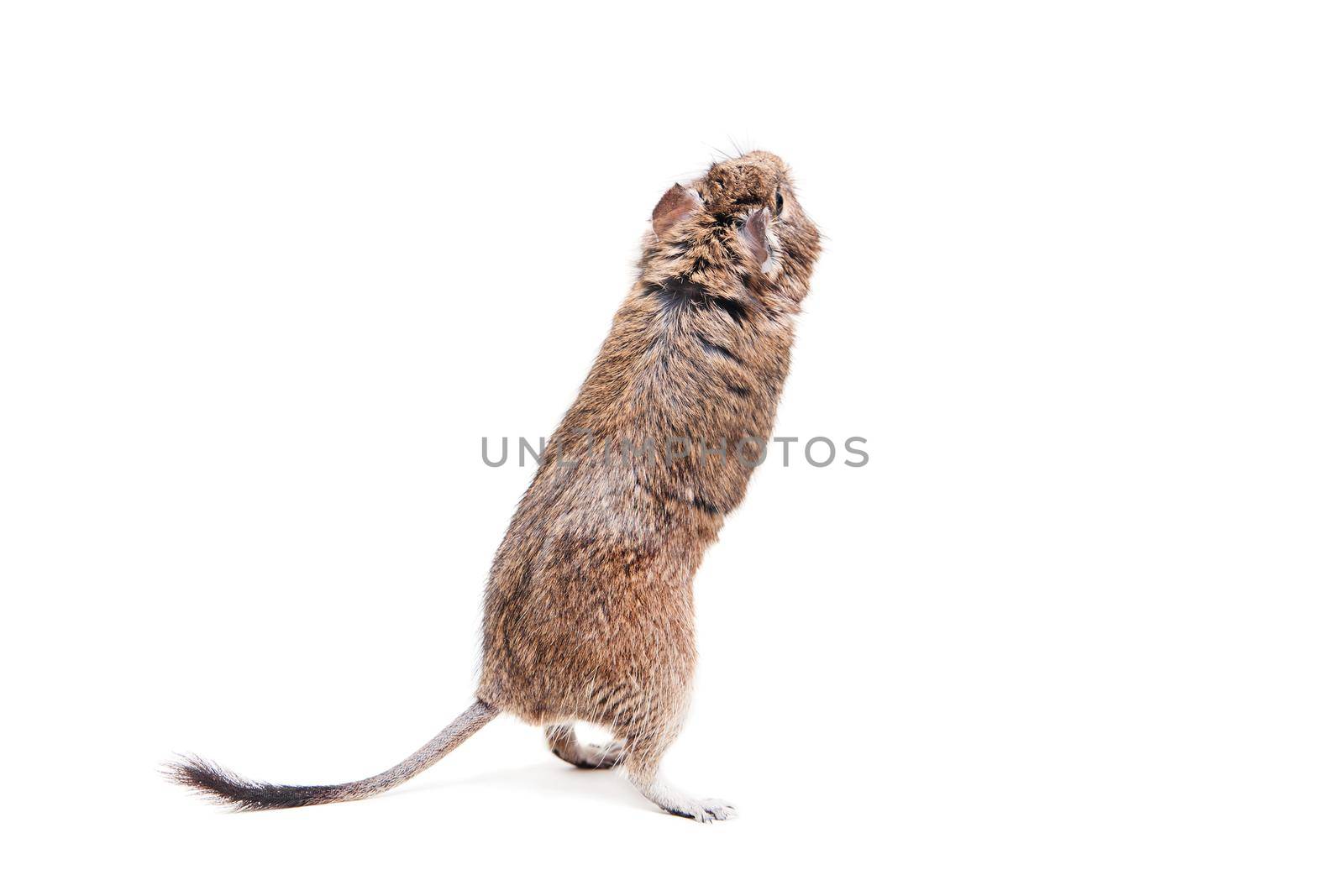 The Degu, Octodon degus, or Brush-Tailed Rat, isolated on the white background