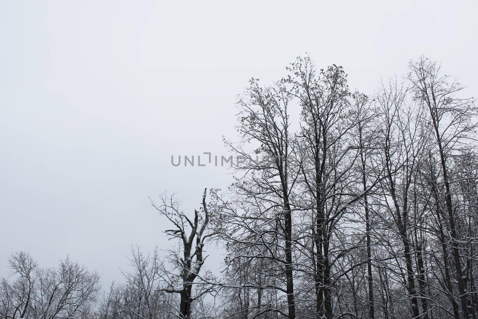 Gray winter landscape showing a winter mood