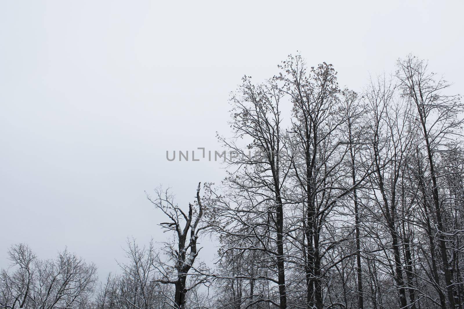 Gray winter landscape showing a winter mood