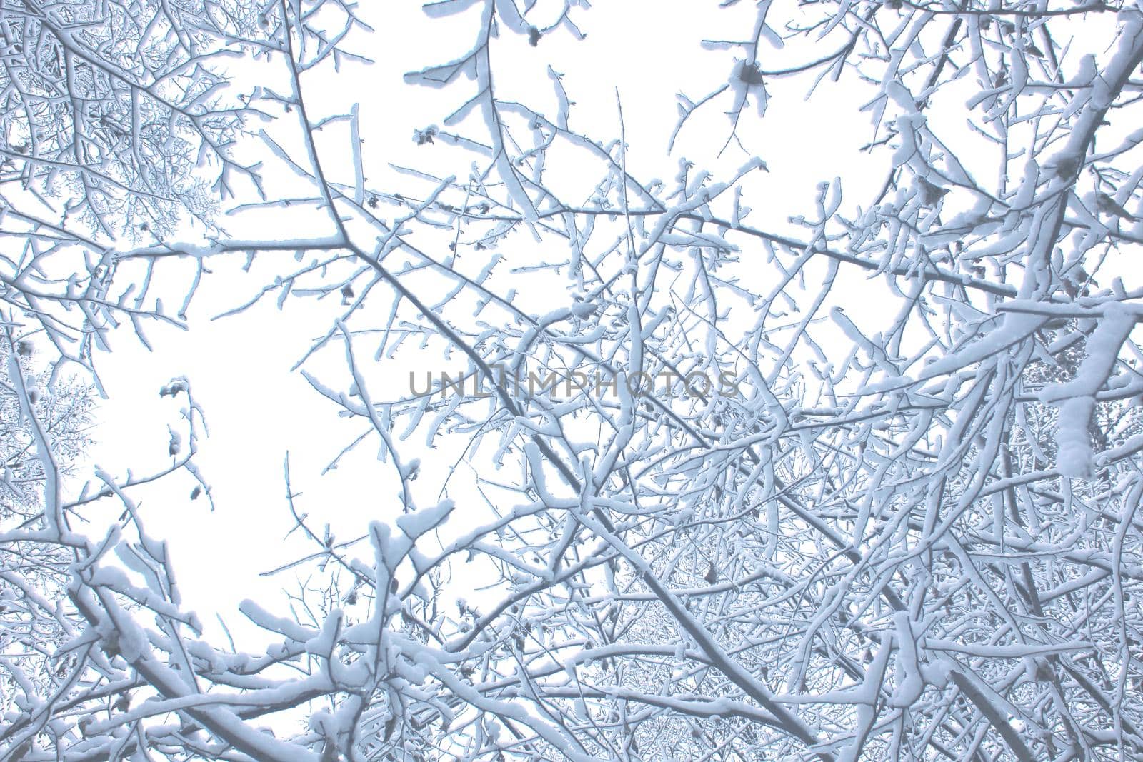 Scenic Landscape with snowy branches on white background