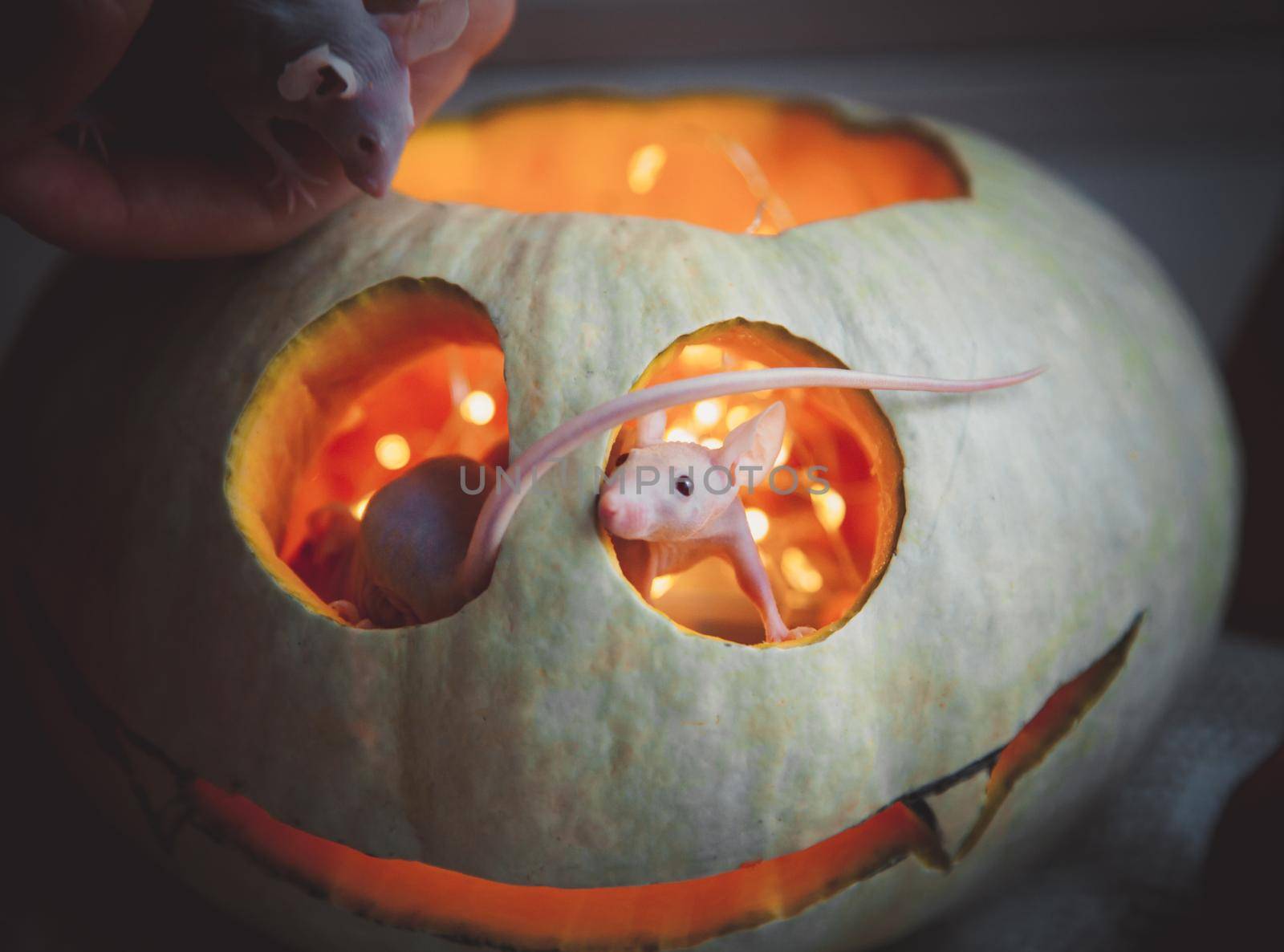 Pretty Hairless albino mice with Haloween pumpkins by RosaJay