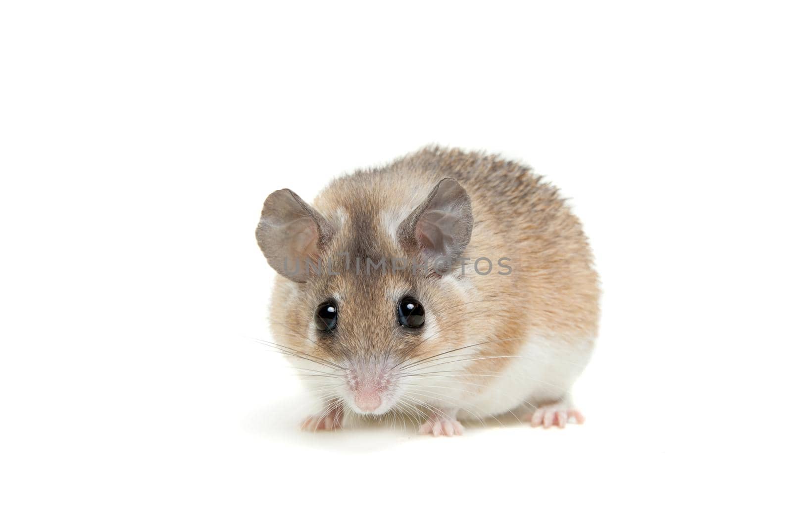 Eastern or arabian spiny mouse, Acomys dimidiatus, isolated on the white