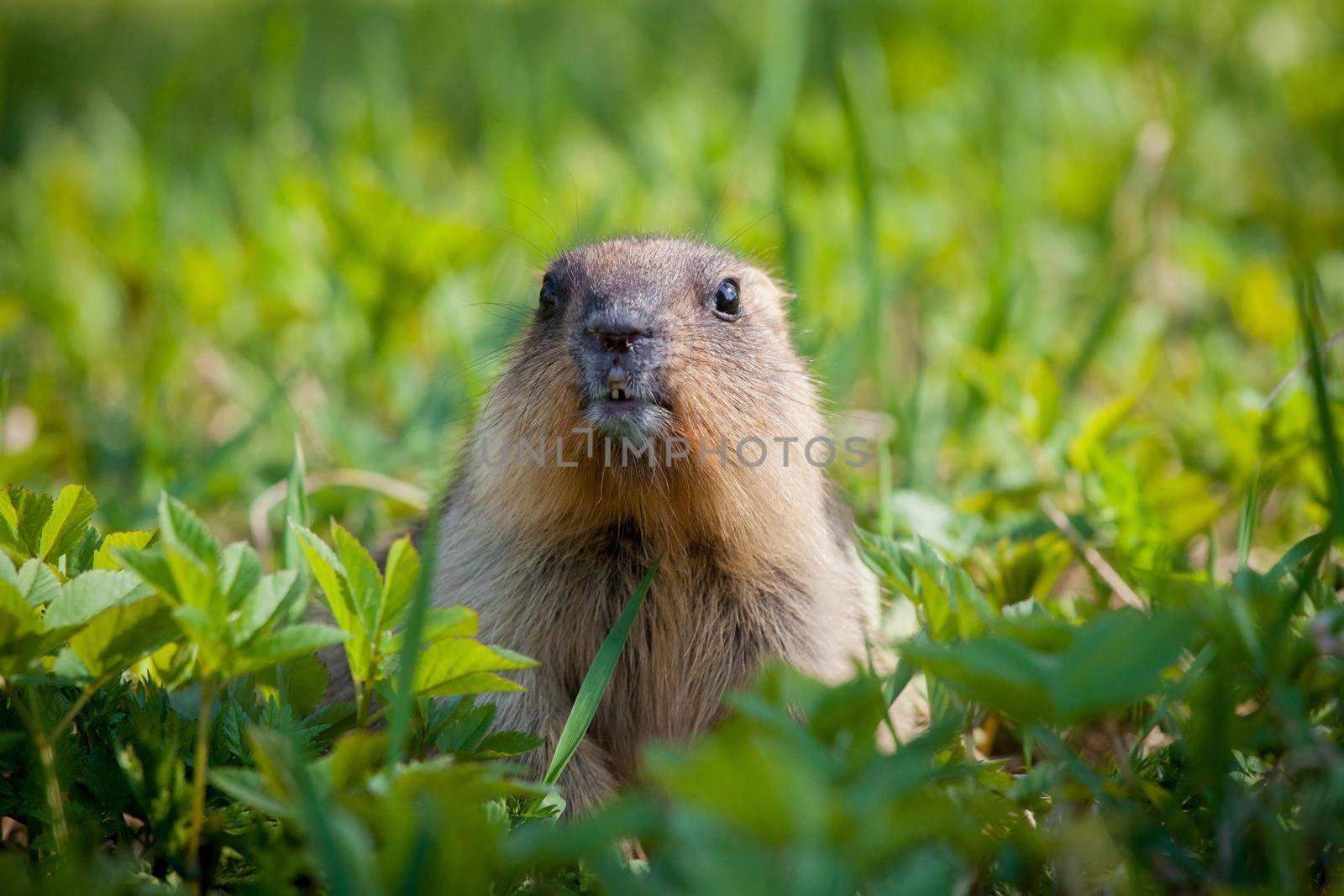 The bobak marmot cub on grass by RosaJay