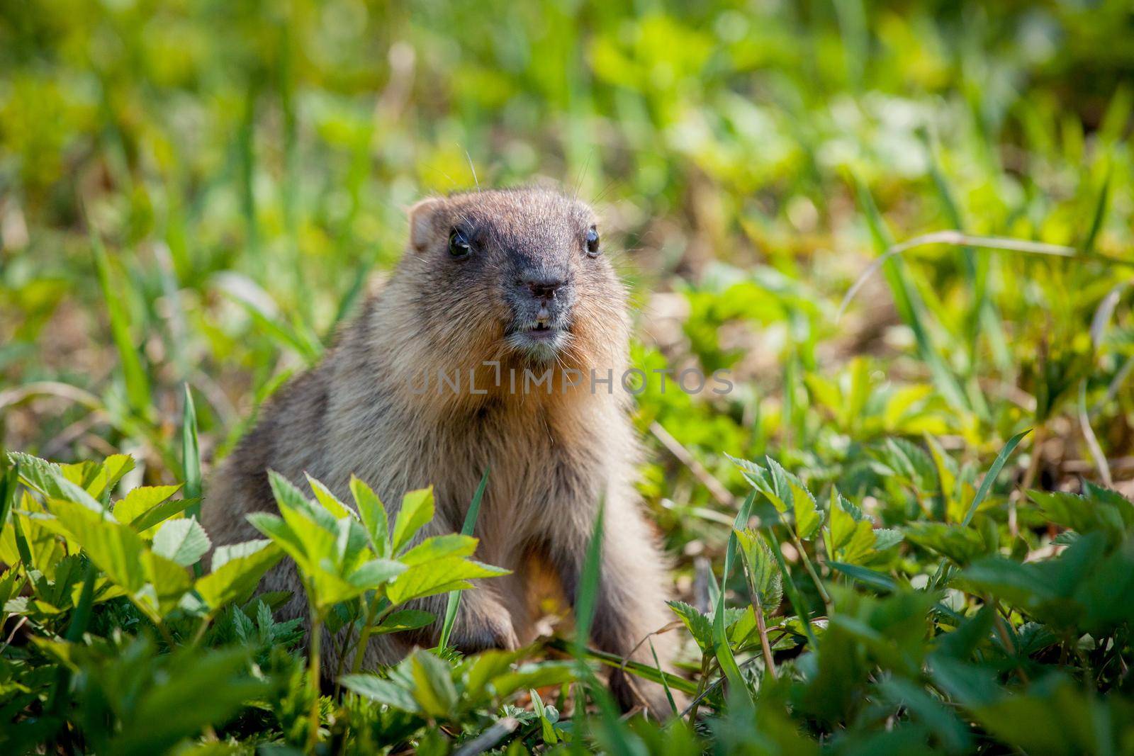 The bobak marmot cub on grass by RosaJay