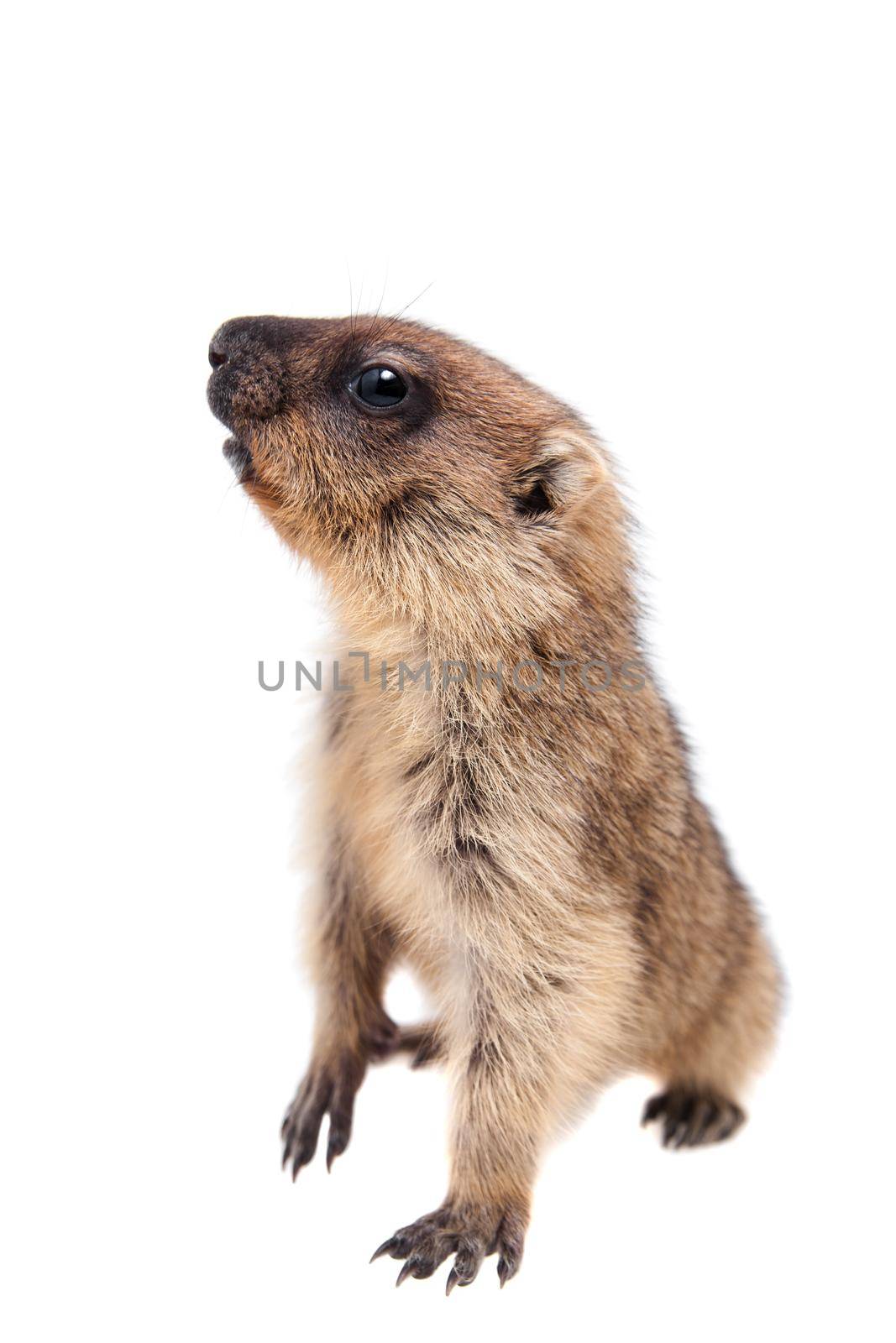 The bobak marmot cub isolated on white, Marmota bobak, or steppe marmot
