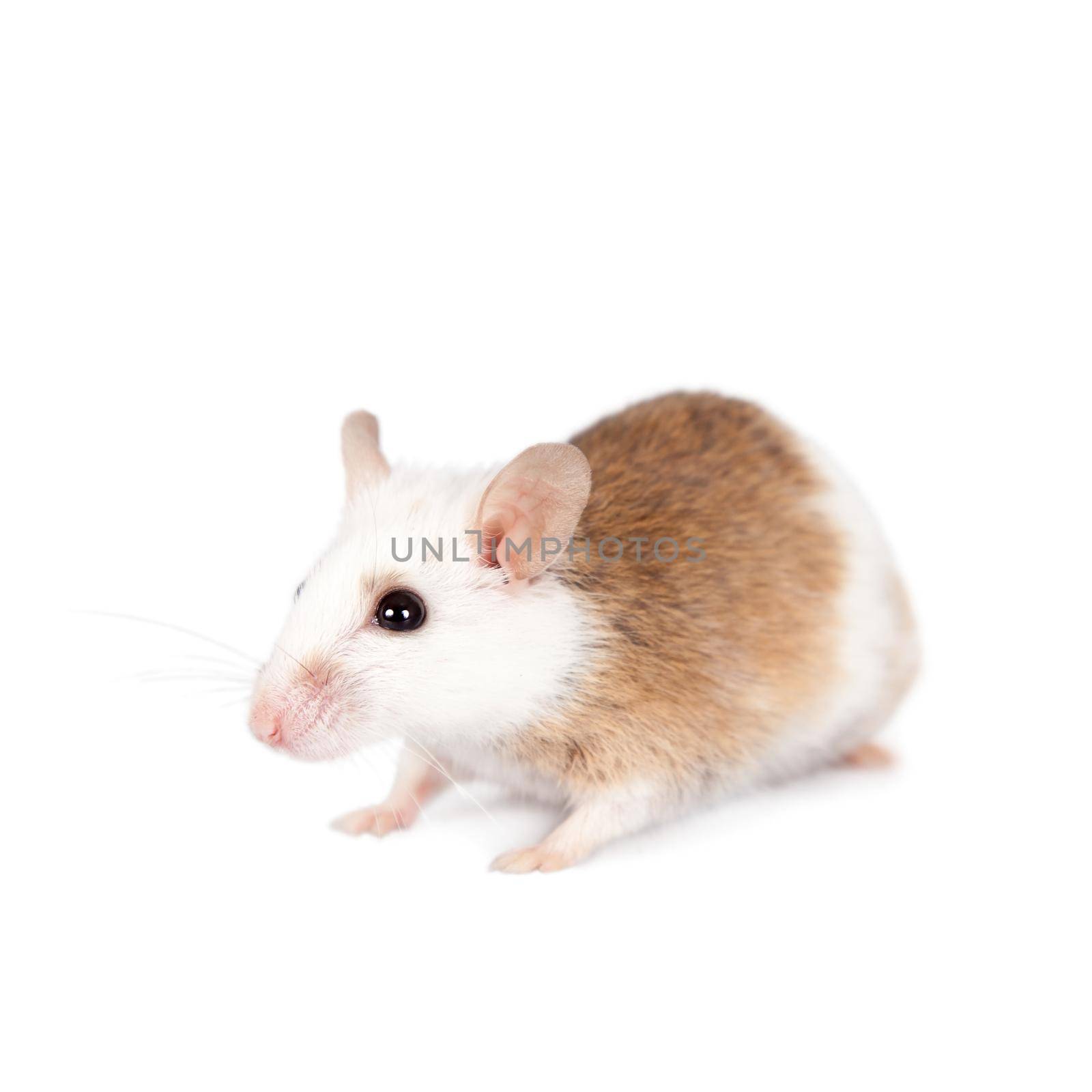 Natal multimammate mouse, mastomys natalensis, isolated on white background