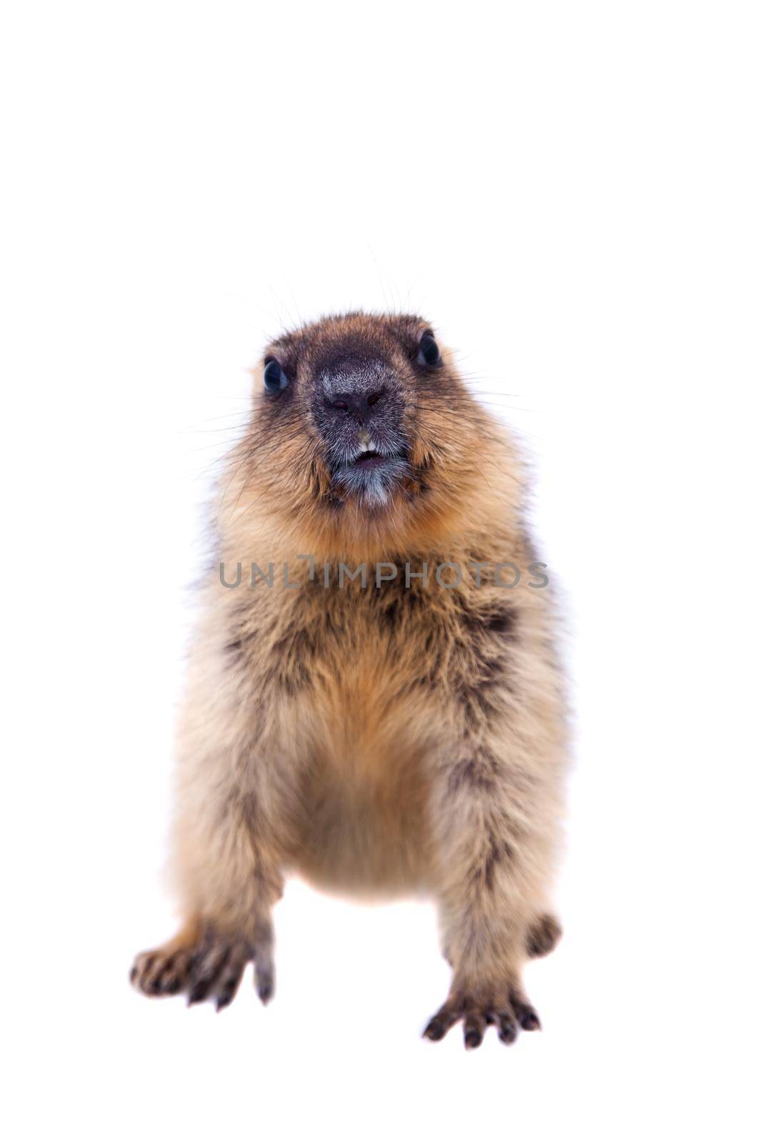 The bobak marmot cub isolated on white, Marmota bobak, or steppe marmot