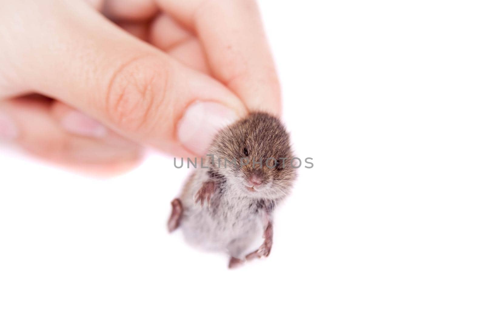 Common Vole, Microtus arvalis, 3 weeks old, isolated on white