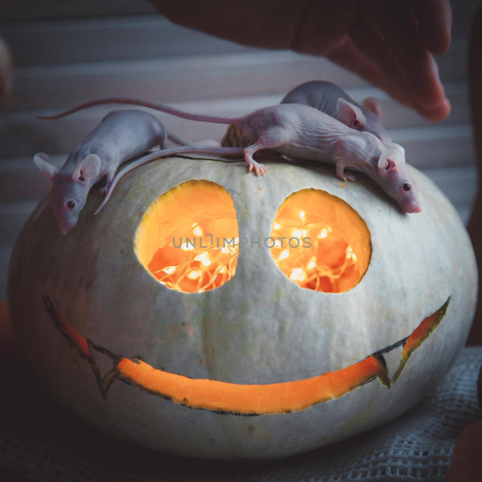 Hairless albino mice, Mus musculus, with Haloween pumpkin