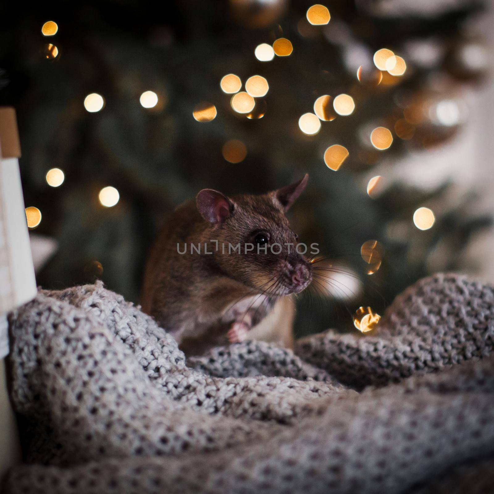 Giant african pouched rat in decorated room with Christmass tree. by RosaJay